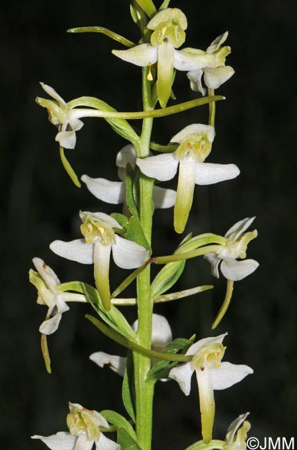 Platanthera chlorantha