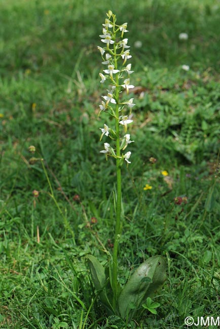 Platanthera chlorantha