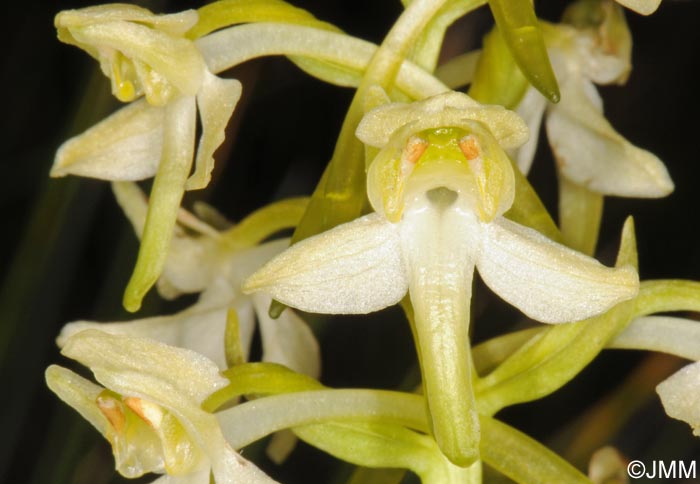 Platanthera chlorantha