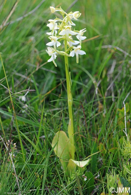 Platanthera chlorantha