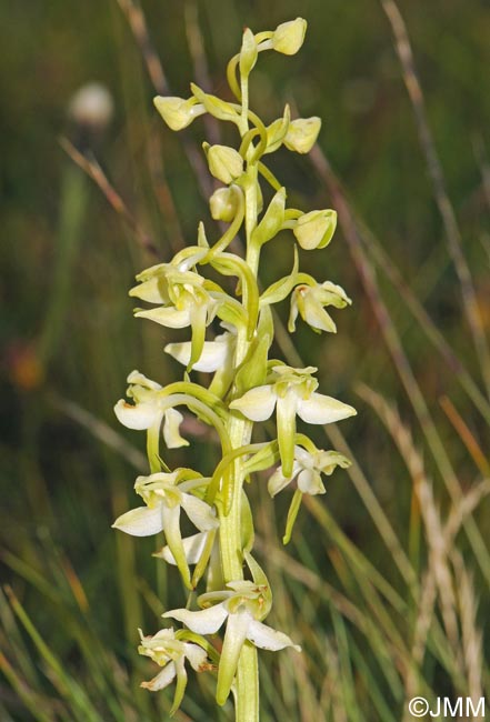 Platanthera chlorantha