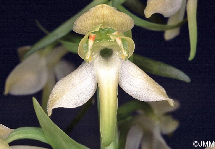 Platanthera chlorantha