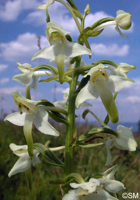 Platanthera chlorantha