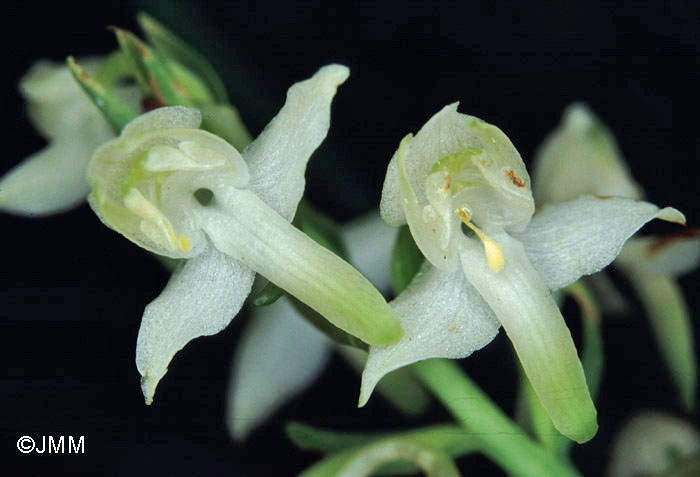 Platanthera chlorantha