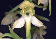 Platanthera chlorantha