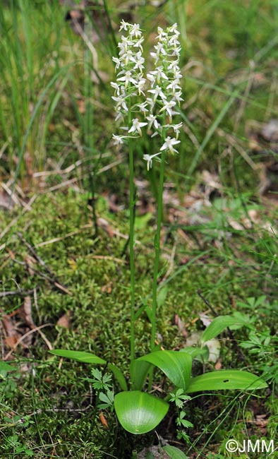 Platanthera fornicata