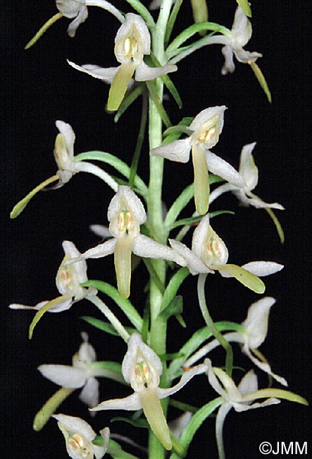 Platanthera fornicata