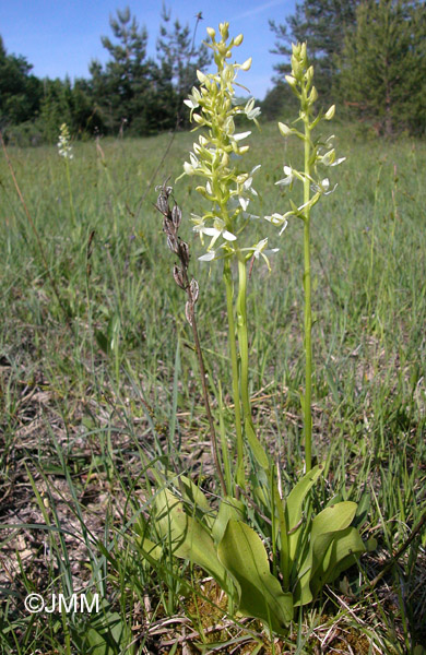 Platanthera fornicata