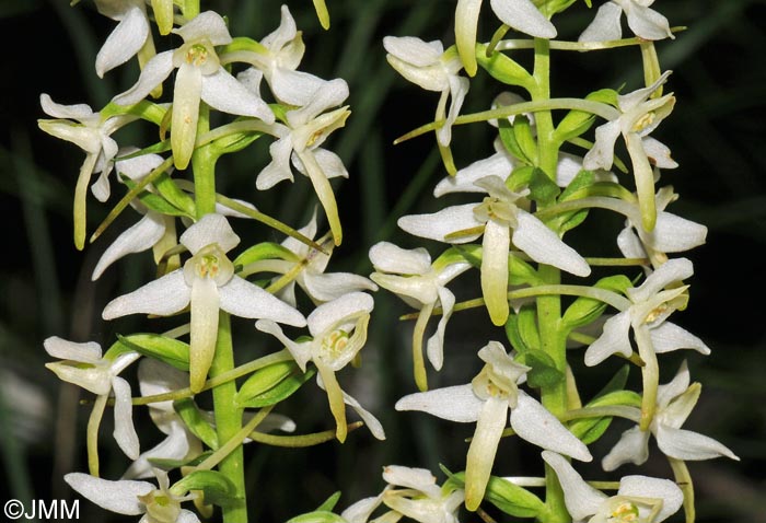 Platanthera fornicata