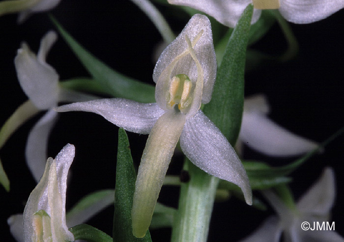 Platanthera fornicata