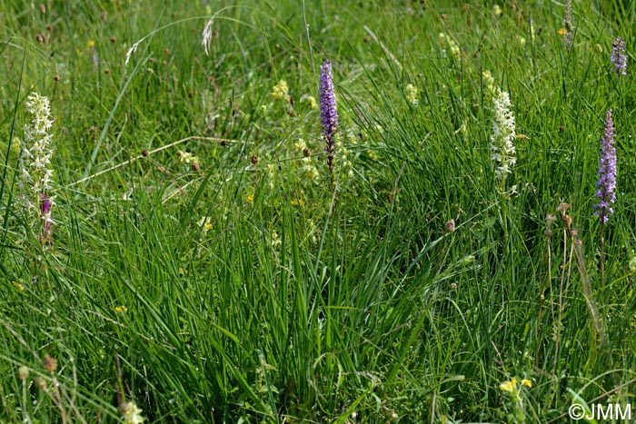 Gymnadenia conopsea, Platanthera muelleri  & Rhinanthus alectorolophus