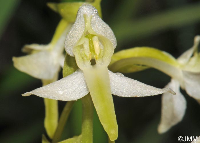 Platanthera muelleri