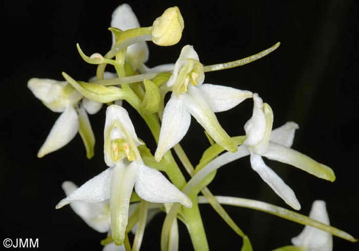 Platanthera muelleri