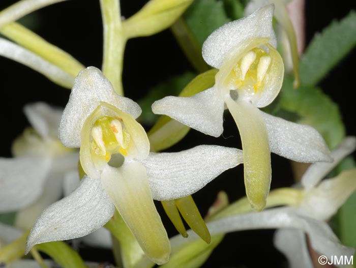 Platanthera muelleri