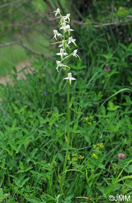 Platanthera muelleri