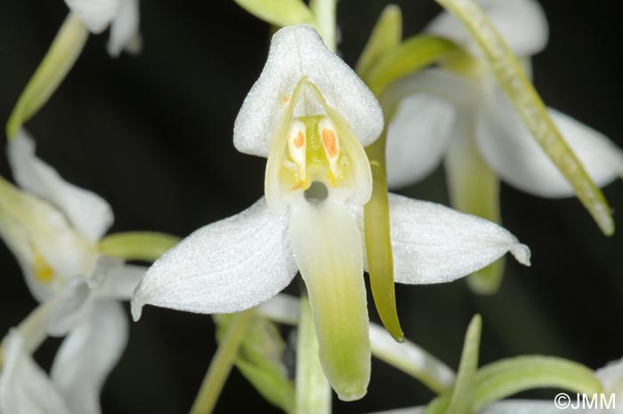 Platanthera muelleri