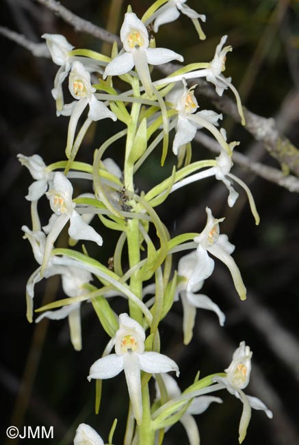 Platanthera muelleri