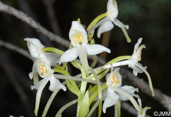 Platanthera muelleri