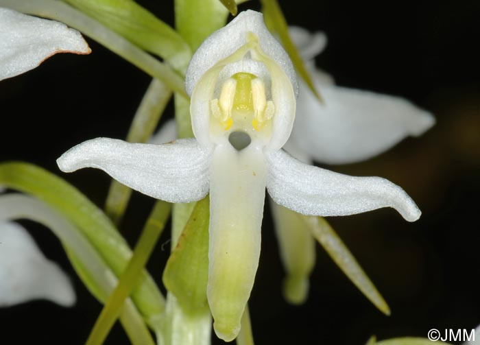 Platanthera muelleri