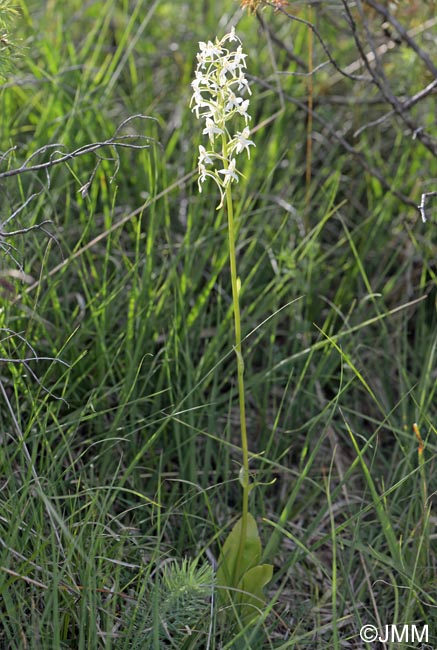 Platanthera muelleri