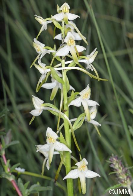 Platanthera muelleri