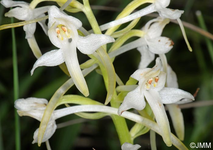 Platanthera muelleri