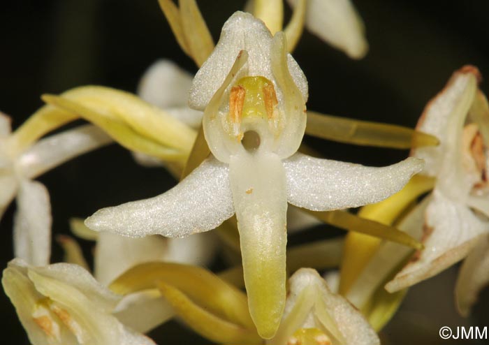 Platanthera x hybrida = Platanthera bifolia x Platanthera chlorantha