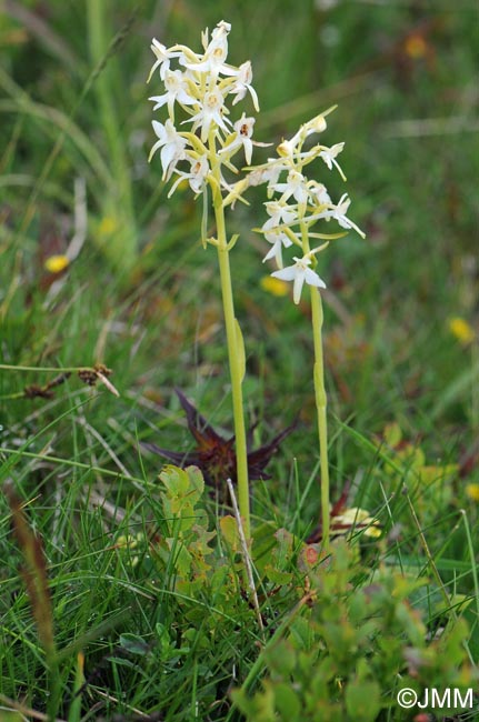 Platanthera x hybrida = Platanthera bifolia x Platanthera chlorantha