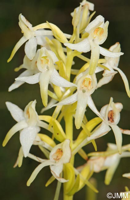 Platanthera x hybrida = Platanthera bifolia x Platanthera chlorantha