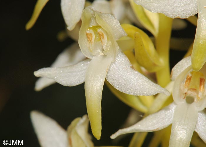 Platanthera x hybrida = Platanthera bifolia x Platanthera chlorantha