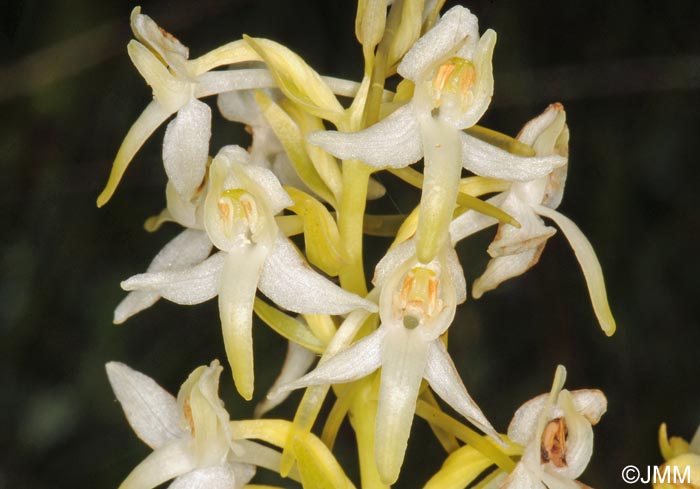 Platanthera x hybrida = Platanthera bifolia x Platanthera chlorantha