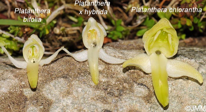 Platanthera x hybrida entre les deux espèces parentes
