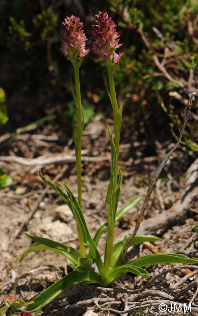 Gymnadenia rhellicani x Pseudorchis albida