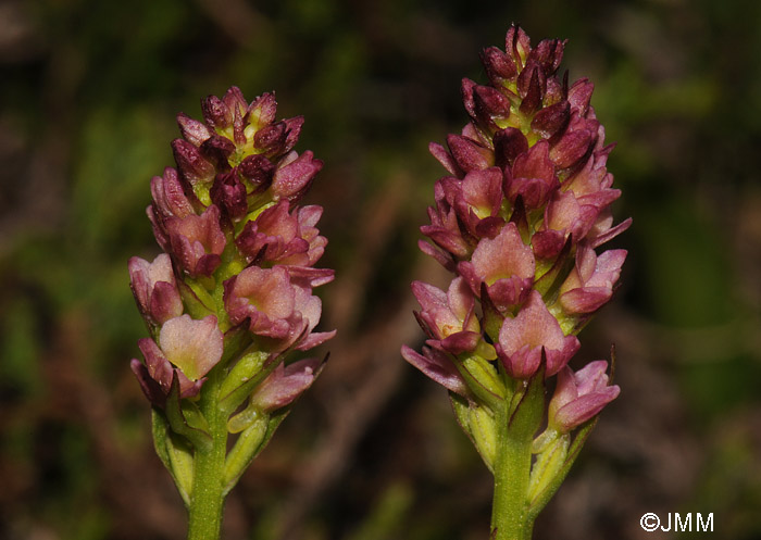 Gymnadenia rhellicani x Pseudorchis albida