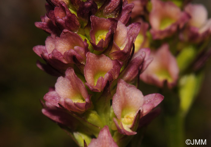 Gymnadenia rhellicani x Pseudorchis albida