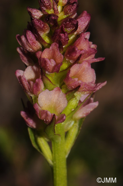 Gymnadenia rhellicani x Pseudorchis albida