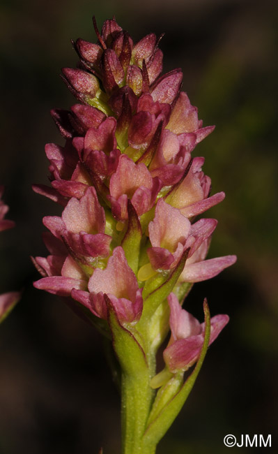 Gymnadenia rhellicani x Pseudorchis albida