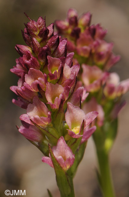 Gymnadenia rhellicani x Pseudorchis albida