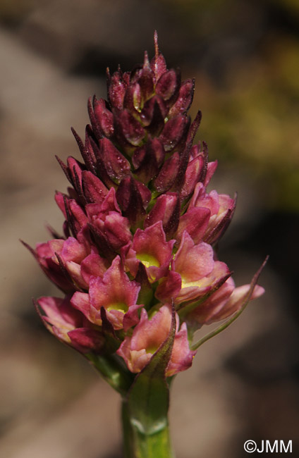 Gymnadenia rhellicani x Pseudorchis albida