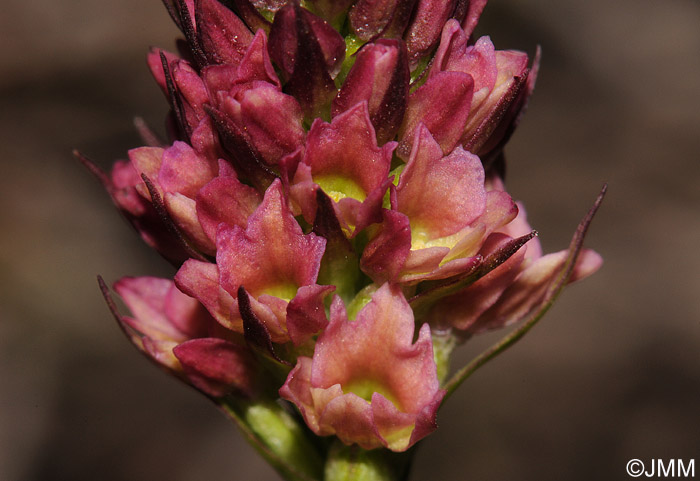 Gymnadenia rhellicani x Pseudorchis albida