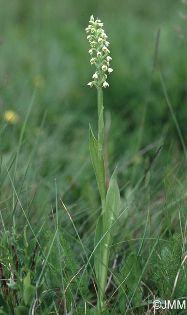 Pseudorchis albida var. albida