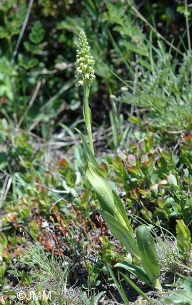 Pseudorchis albida var. albida