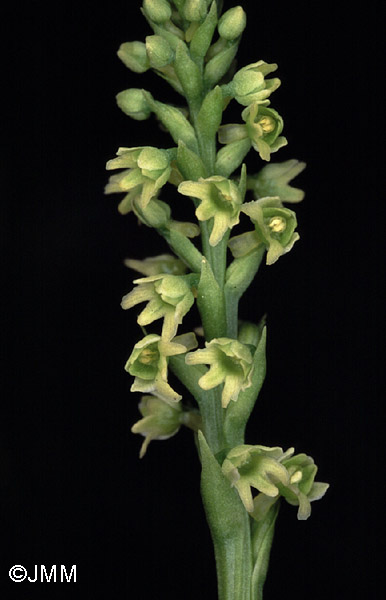 Pseudorchis albida var. tricuspis