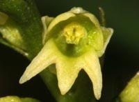 Gymnadenia albida f. tricuspis