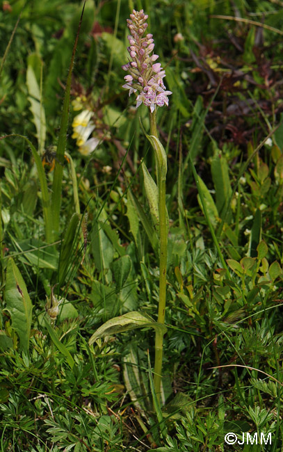 Pseudorhiza bruniana