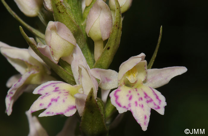 Pseudorhiza bruniana