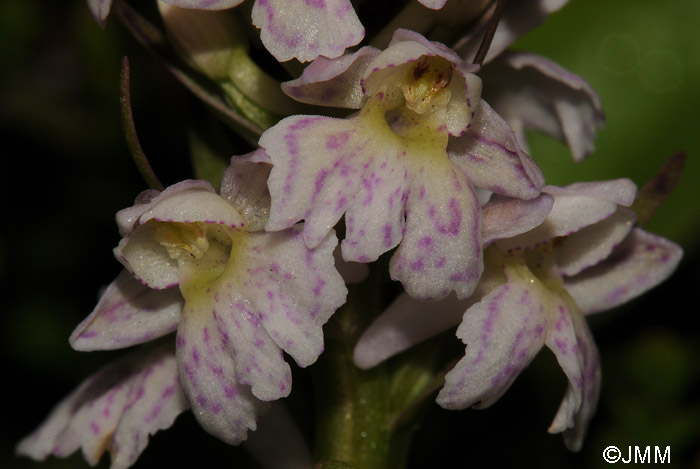 Pseudorhiza bruniana