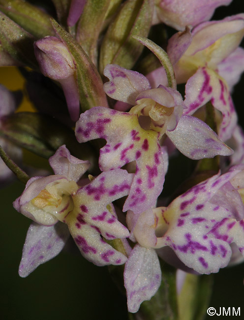 Pseudorhiza bruniana