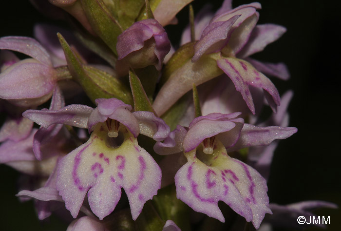 Pseudorhiza bruniana