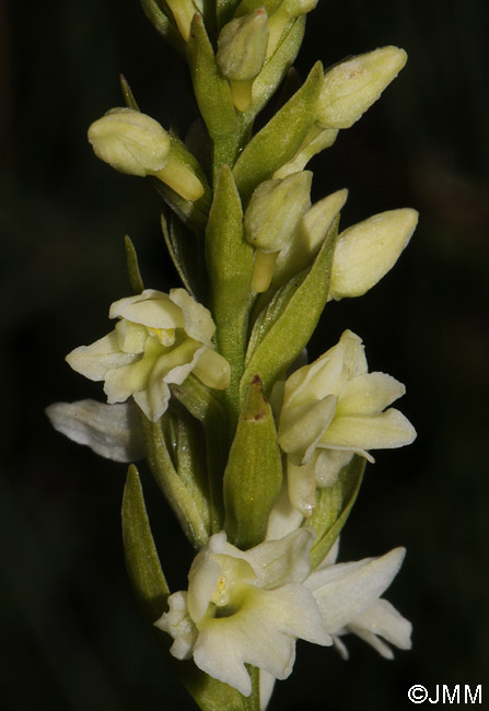 Pseudorhiza bruniana